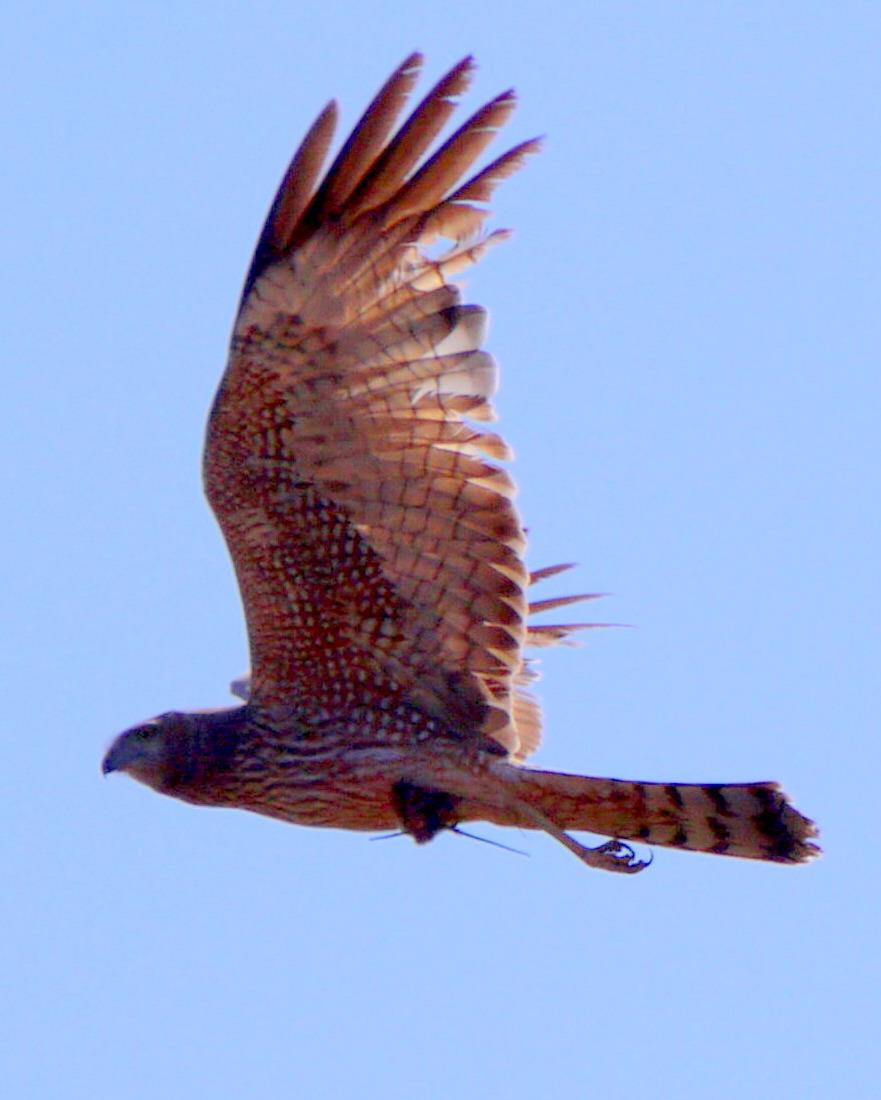 Spotted Harrier Photo by Peter Lowe