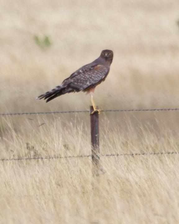 Spotted Harrier Photo by Mat Gilfedder