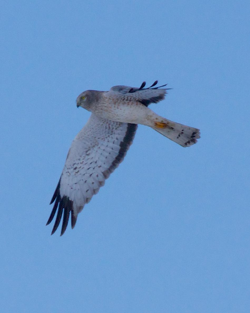 Hen/Northern Harrier Photo by Gerald Hoekstra