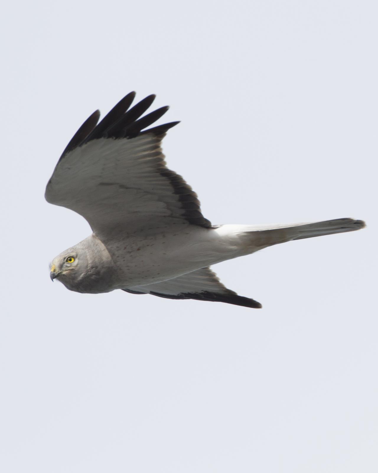 Hen/Northern Harrier Photo by Jeff Moore