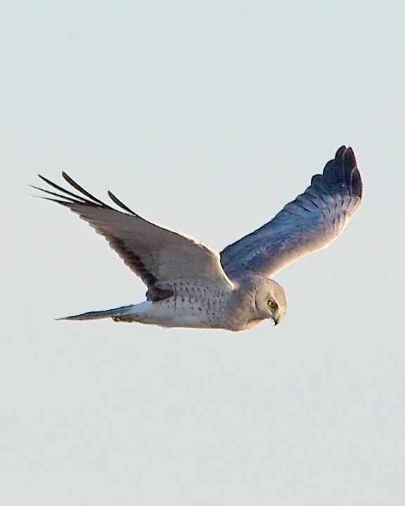 Hen/Northern Harrier Photo by Denis Rivard