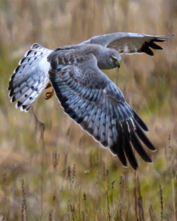 Hen/Northern Harrier Photo by James Hawley