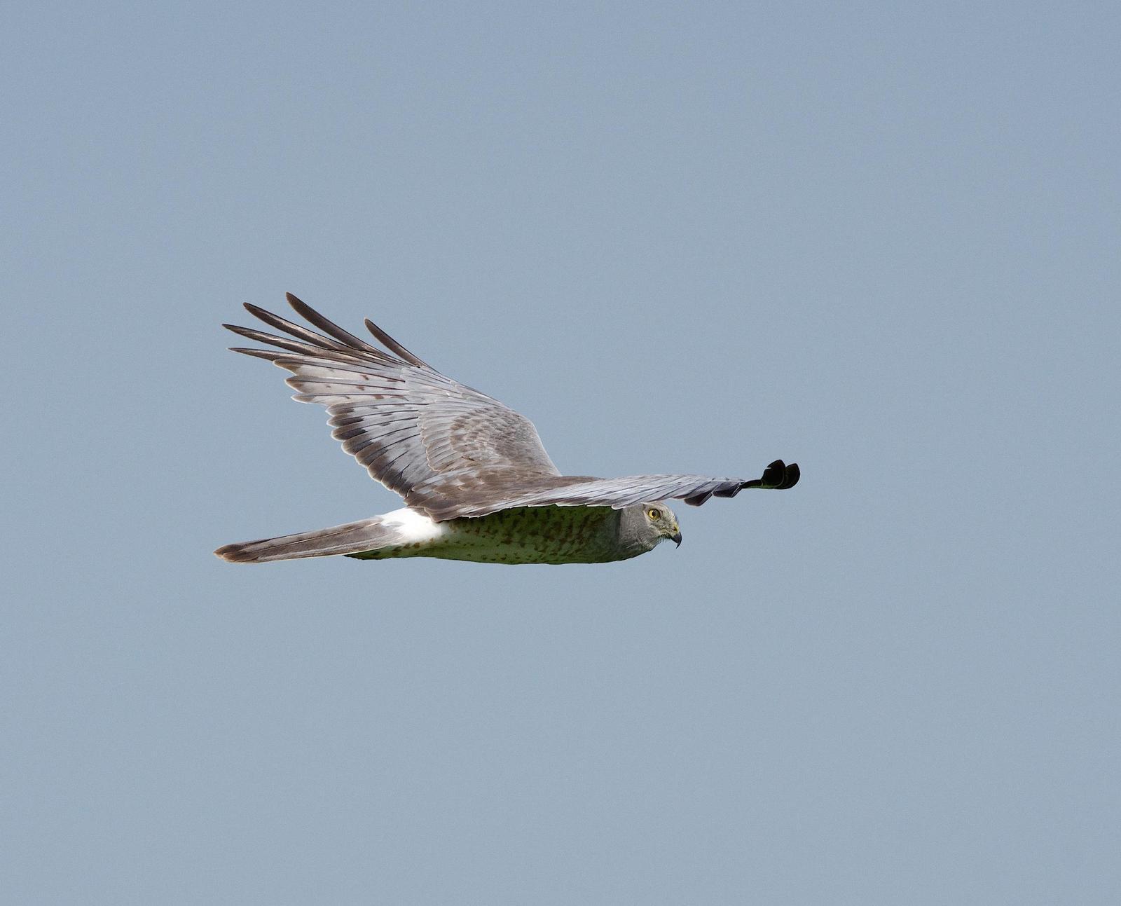 Hen/Northern Harrier Photo by Gerald Hoekstra