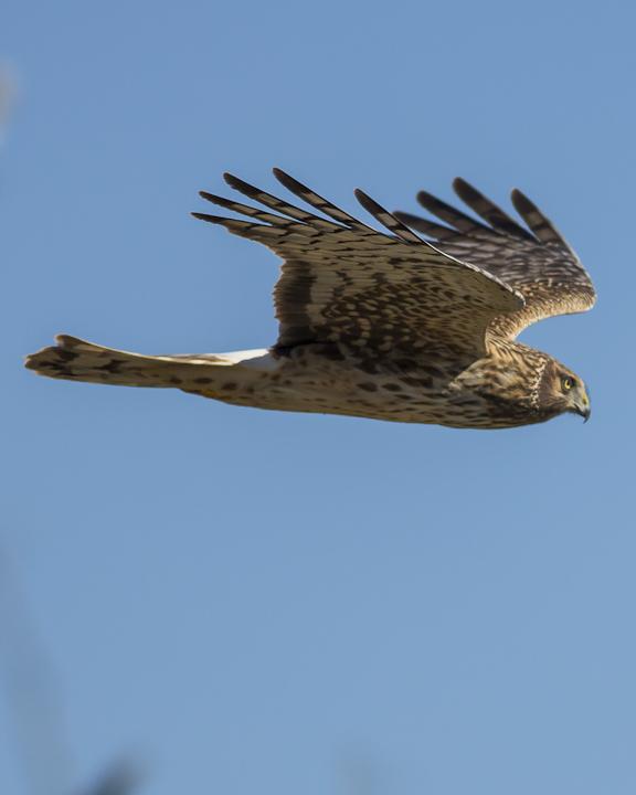 Hen/Northern Harrier Photo by Anthony Gliozzo