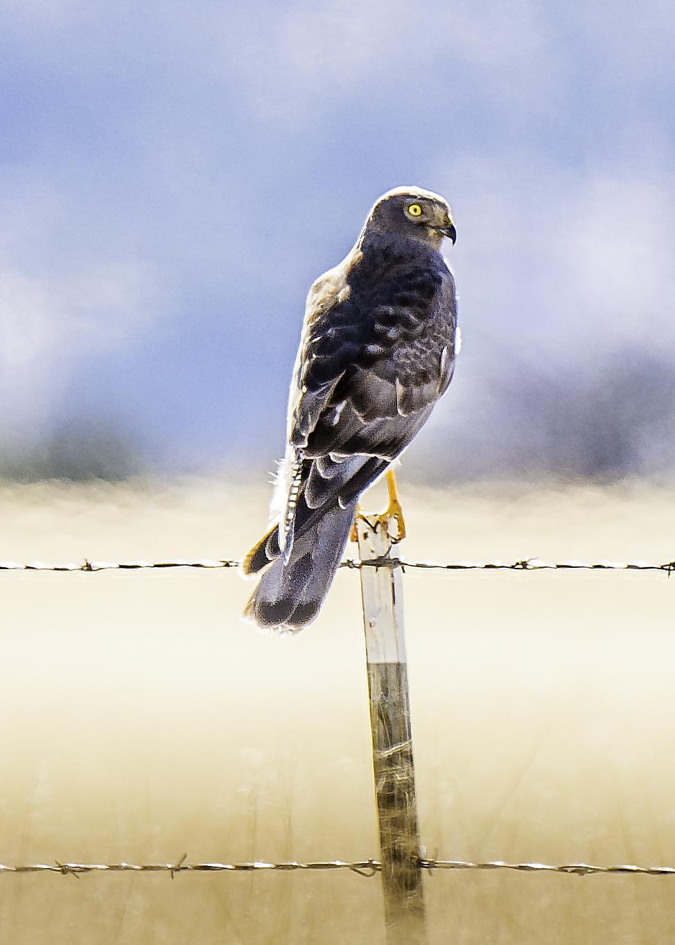 Northern Harrier Photo by Mason Rose