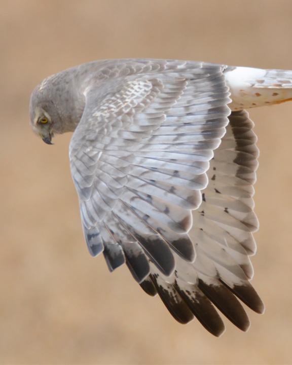 Northern Harrier Photo by James Hawley