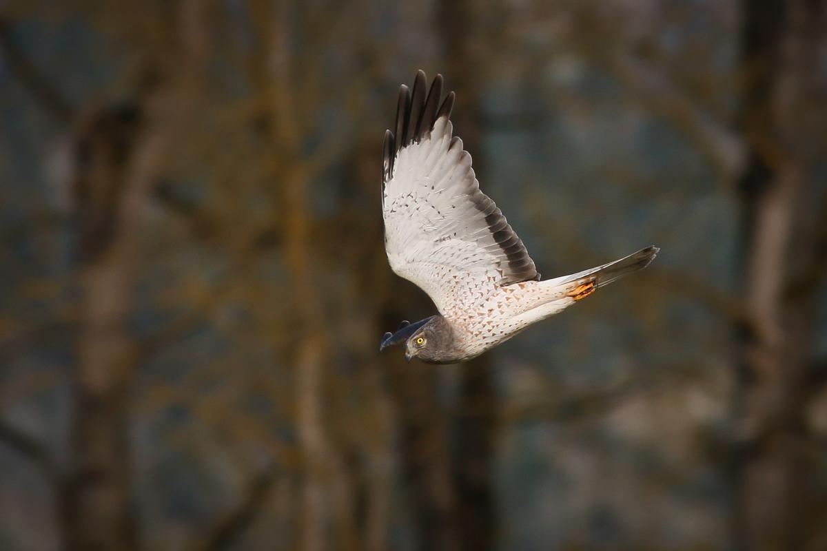Northern Harrier Photo by Skip Russell