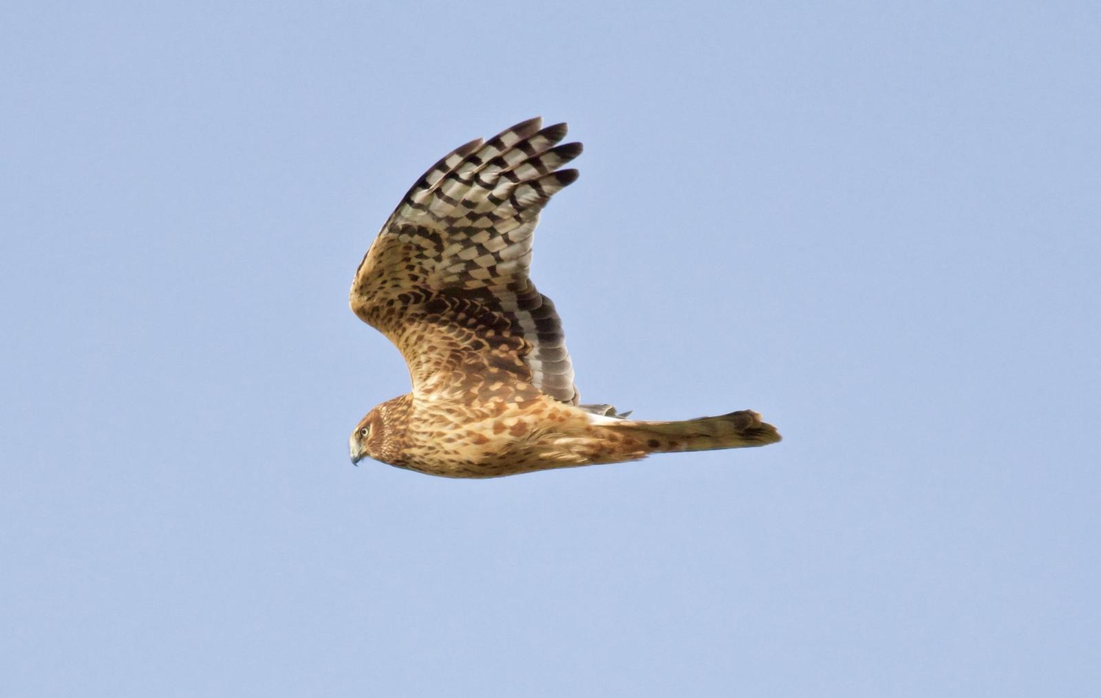 Northern Harrier Photo by Kathryn Keith