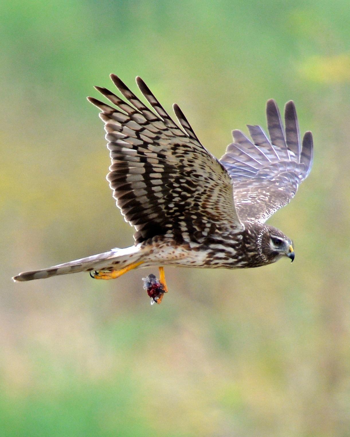 Northern Harrier Photo by Gerald Friesen