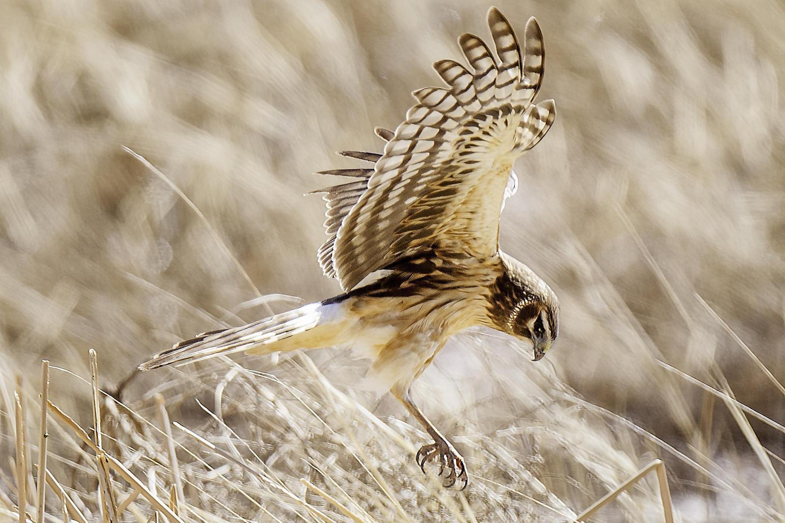 Northern Harrier Photo by Mason Rose
