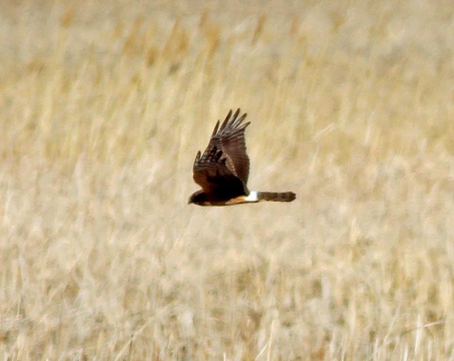 Northern Harrier Photo by Tom Gannon