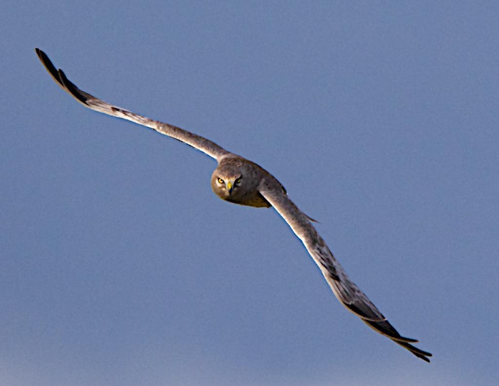 Northern Harrier Photo by Brian Avent