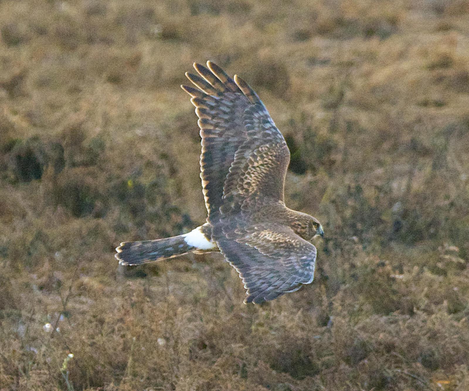 Northern Harrier Photo by Brian Avent