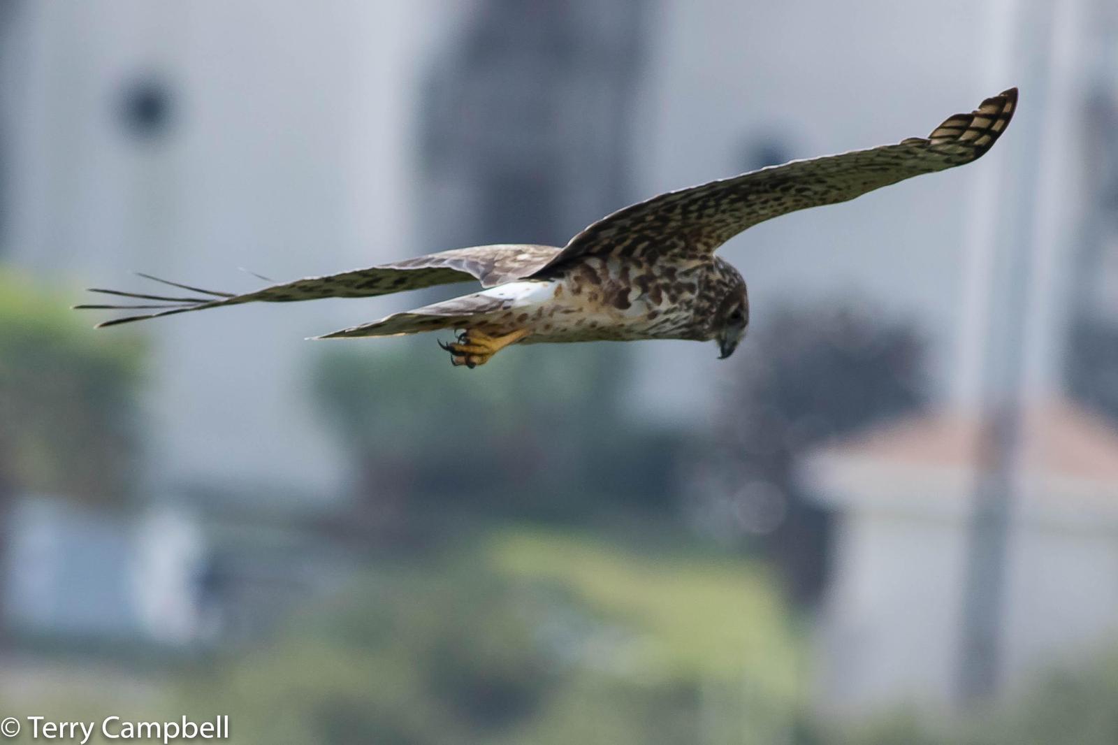 Northern Harrier Photo by Terry Campbell
