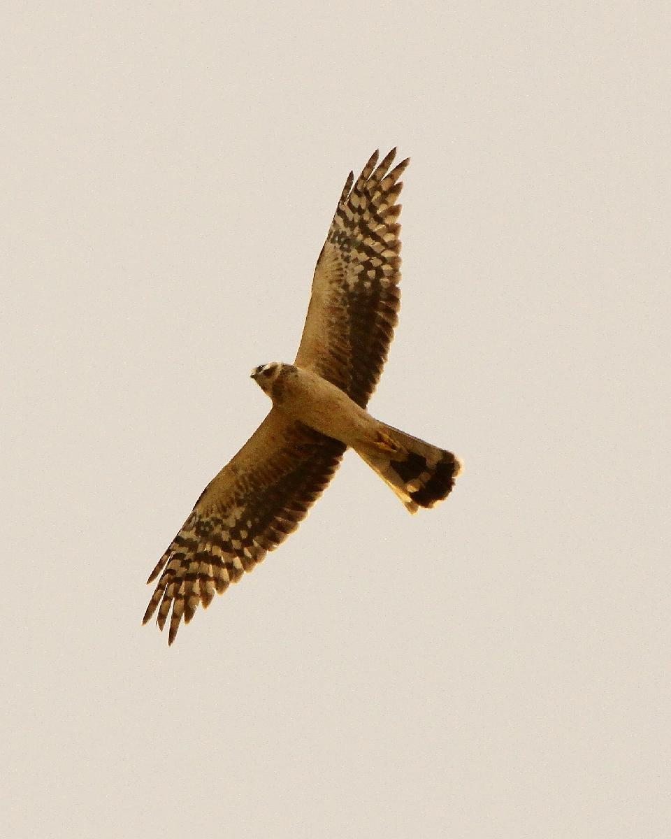 Pallid Harrier Photo by Chris Lansdell