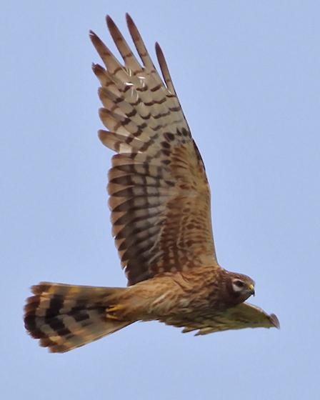 Montagu's Harrier Photo by Stephen Daly