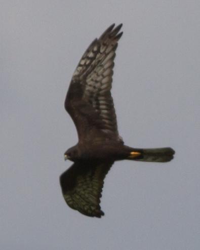 Montagu's Harrier Photo by Stephen Daly