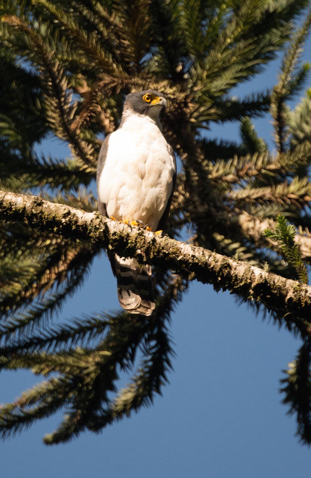 Gray-bellied Hawk Photo by rodrigo y castro