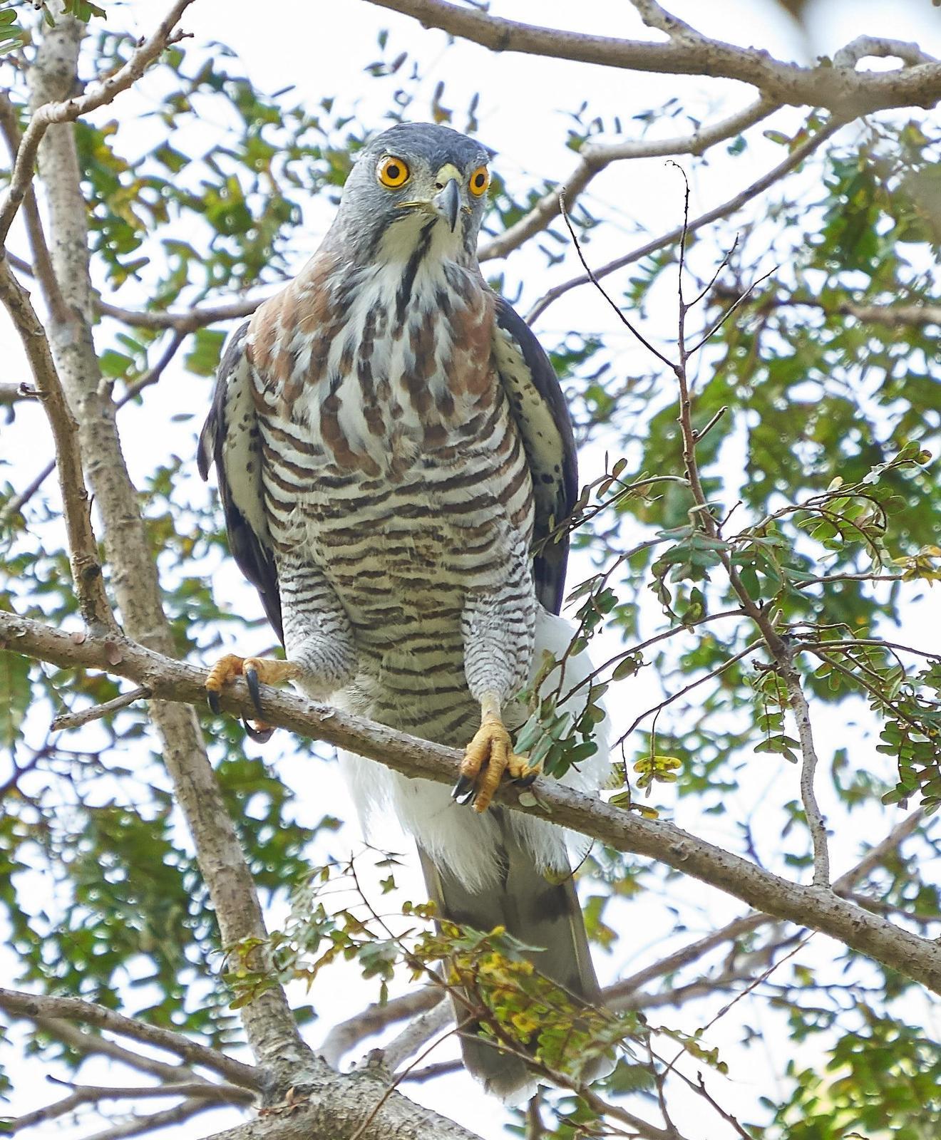 Crested Goshawk Photo by Steven Cheong