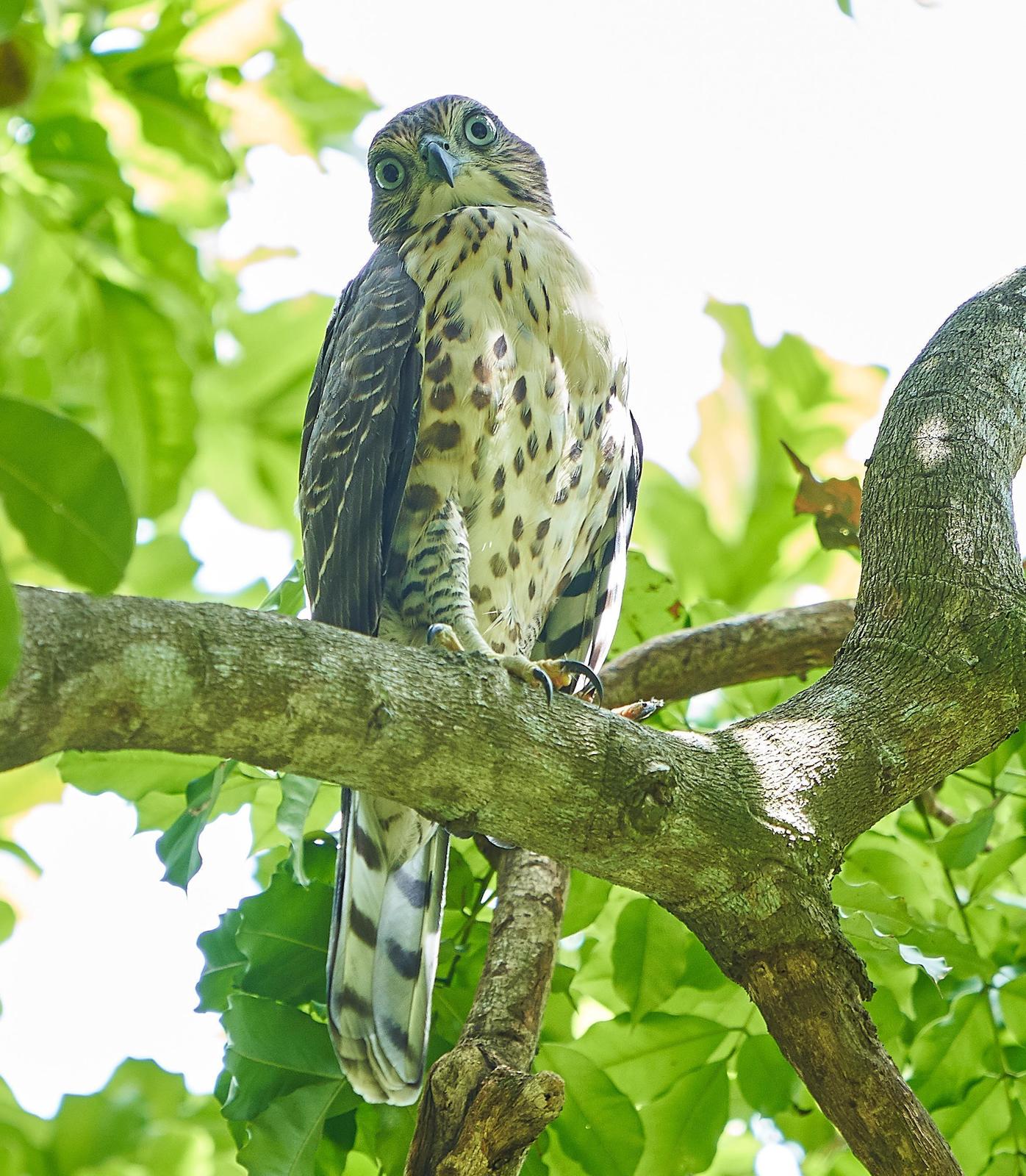 Crested Goshawk Photo by Steven Cheong