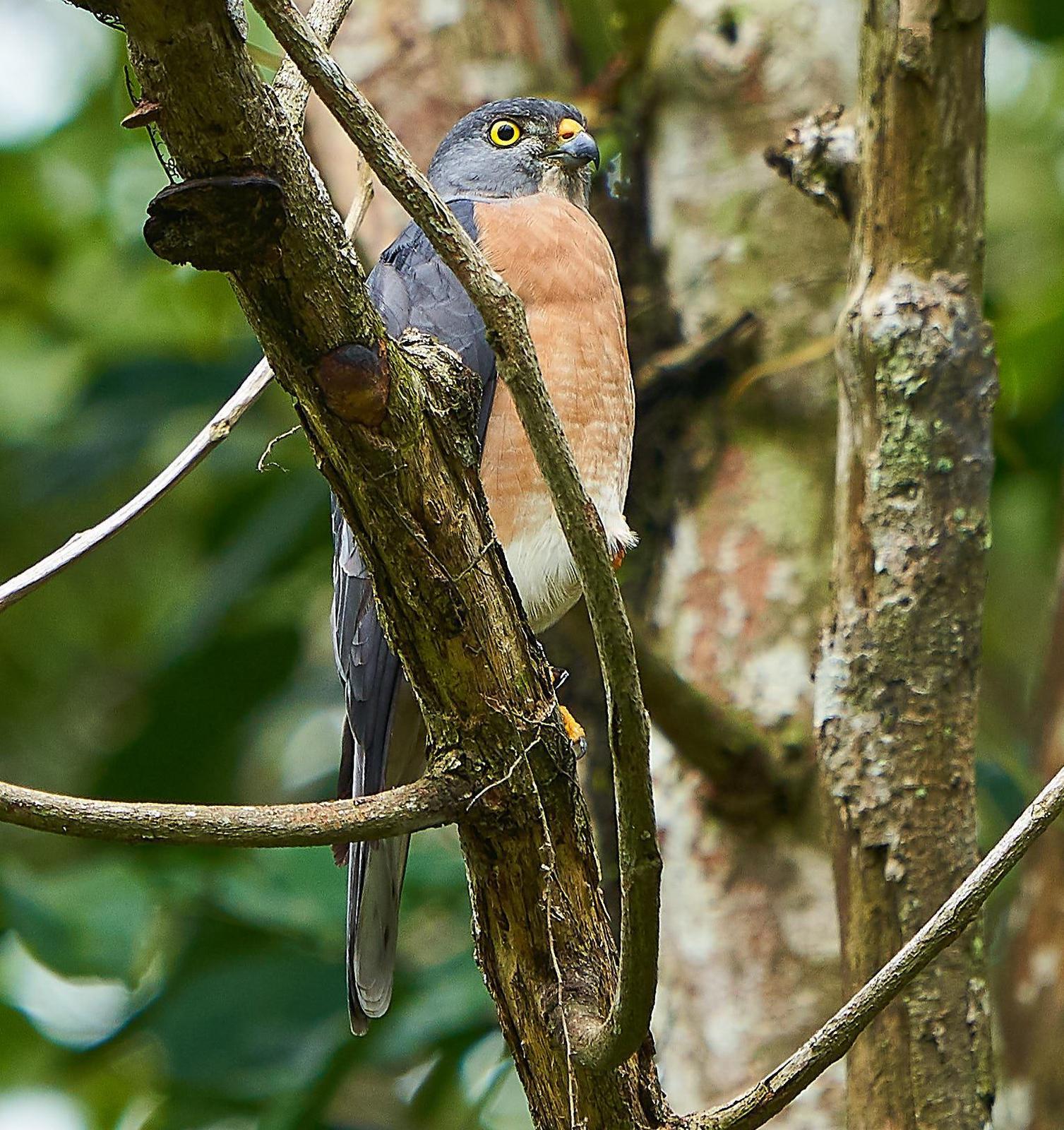 Chinese Sparrowhawk Photo by Steven Cheong