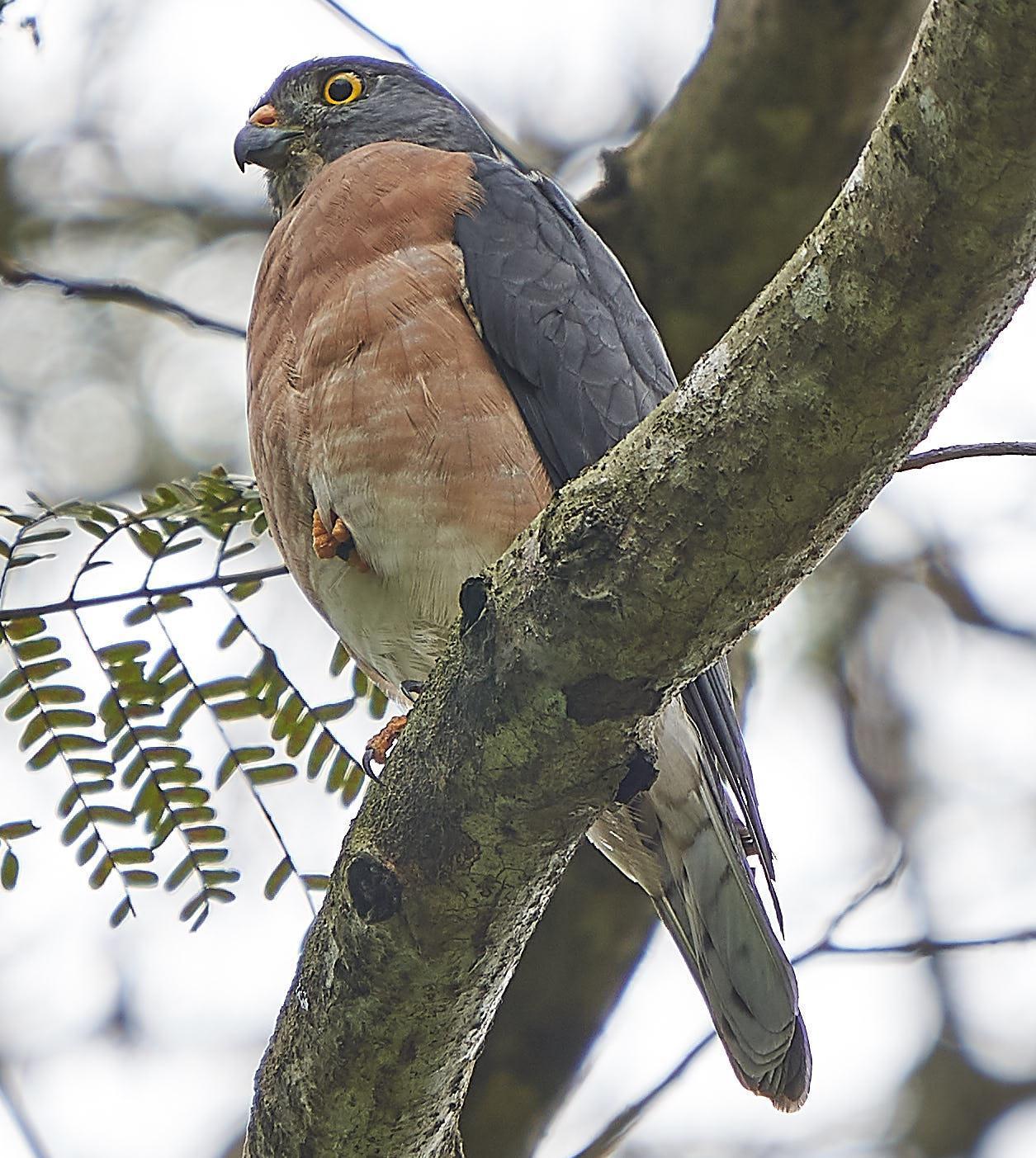 Chinese Sparrowhawk Photo by Steven Cheong