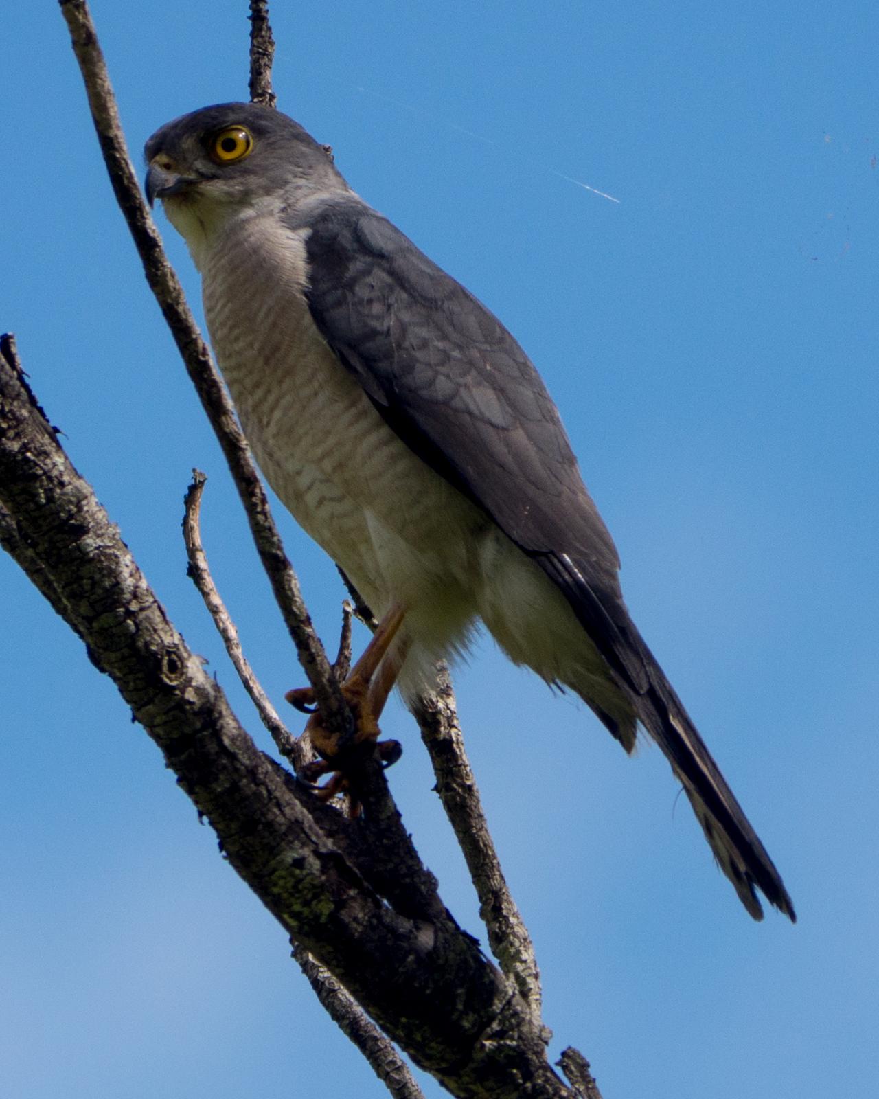 Frances's Sparrowhawk Photo by Randy Siebert