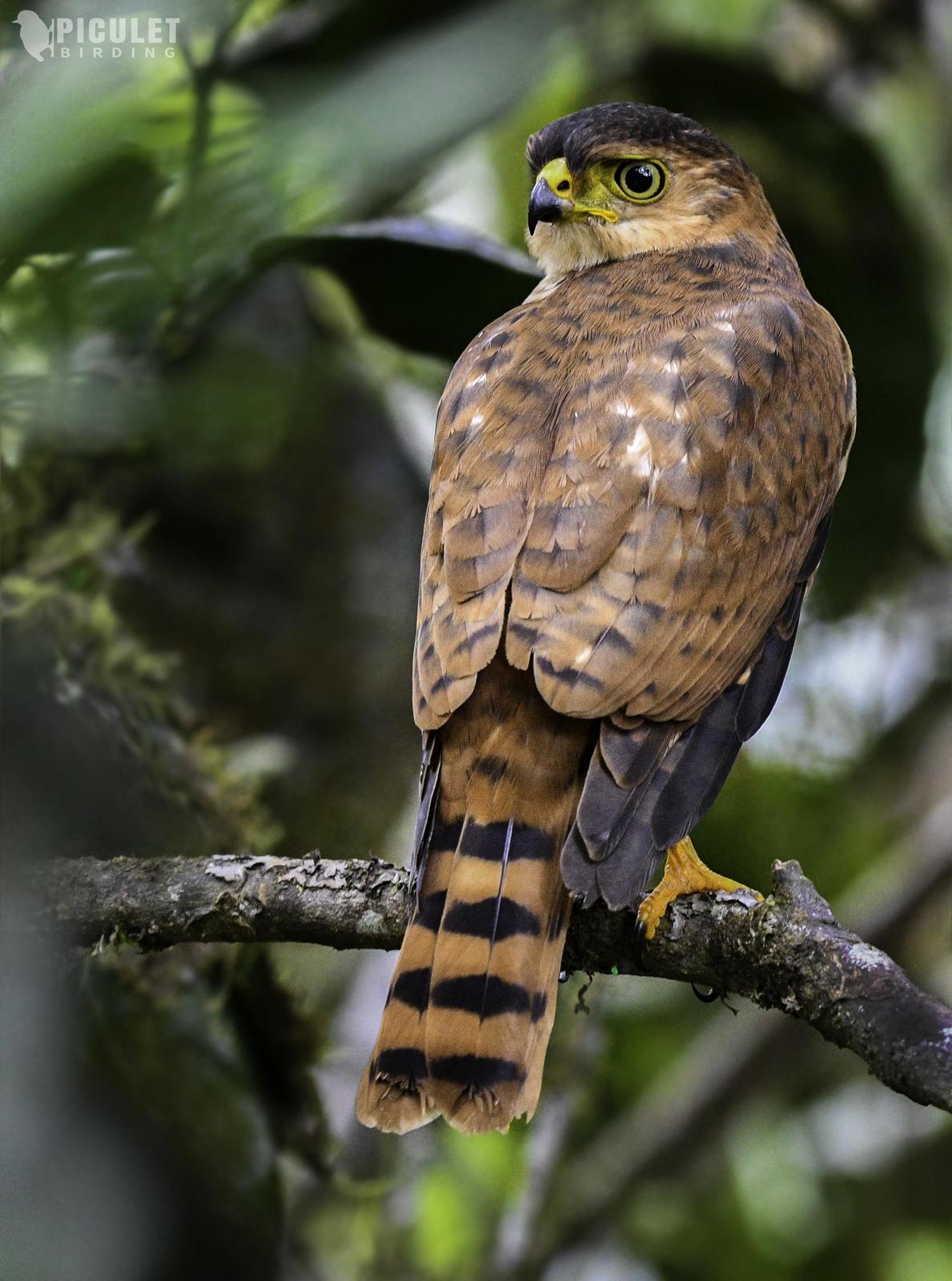 Semicollared Hawk Photo by Julio Delgado