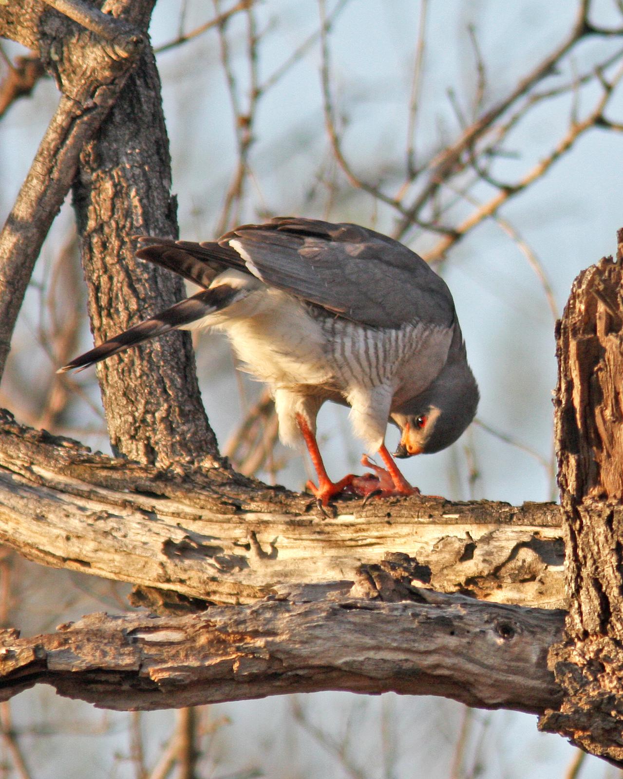 Little Sparrowhawk Photo by Henk Baptist