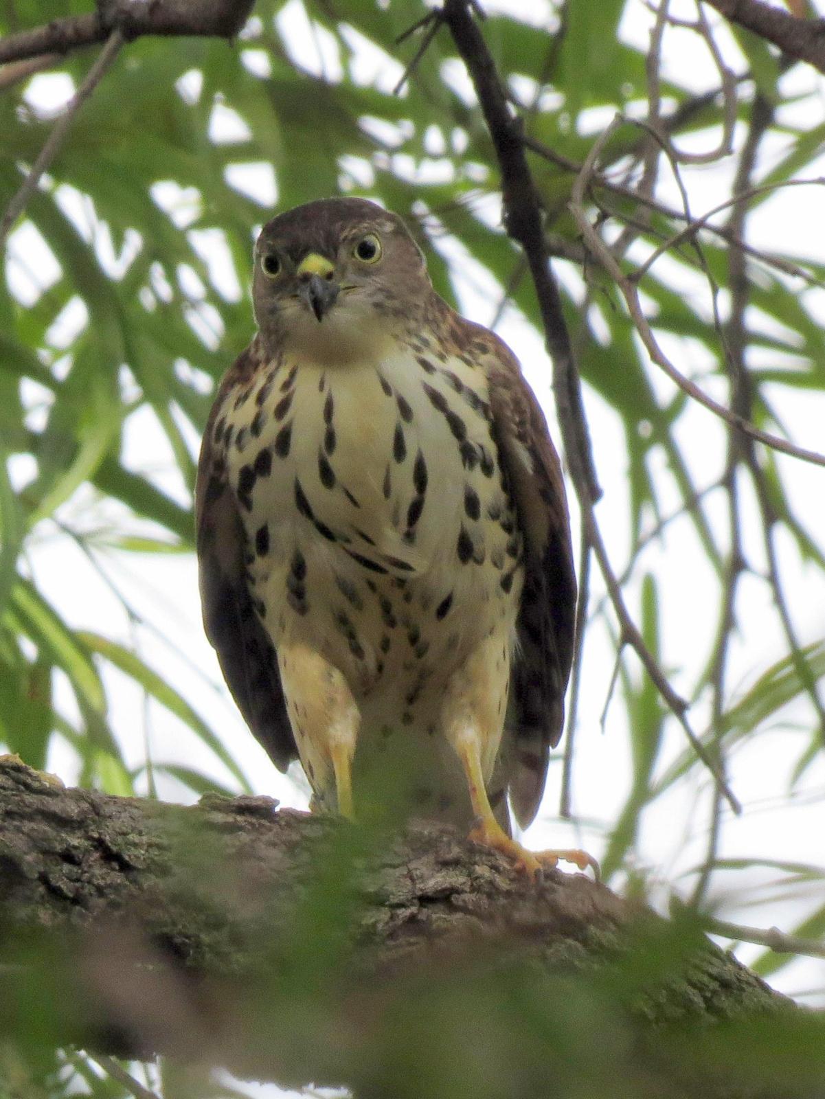 Little Sparrowhawk Photo by Richard  Lowe