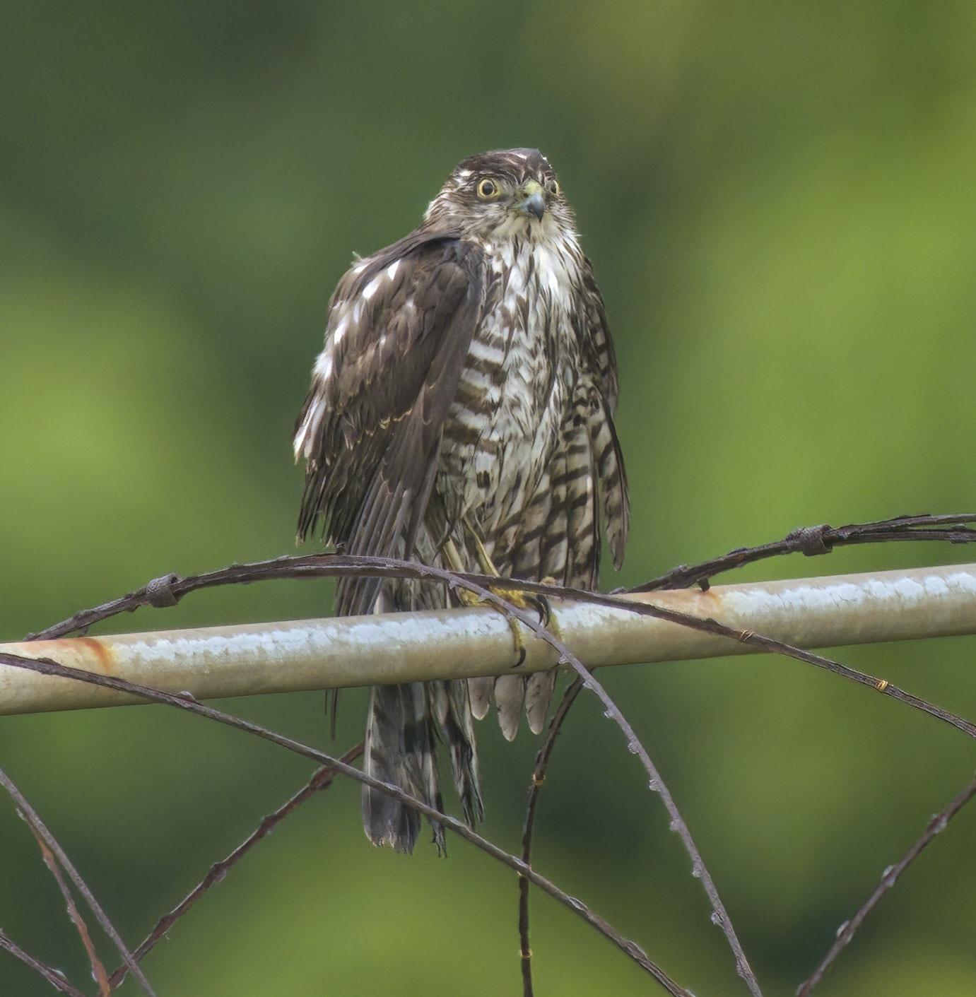 Japanese Sparrowhawk Photo by Steven Cheong