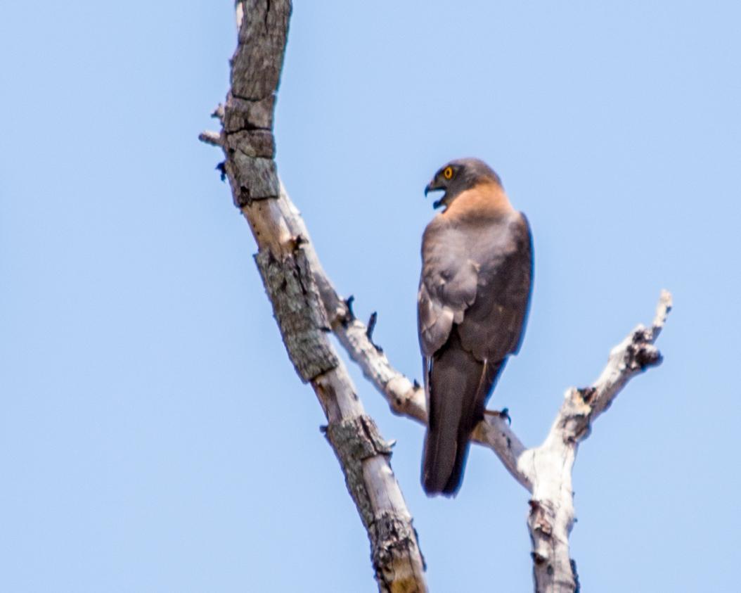 Collared Sparrowhawk Photo by Mark Baldwin