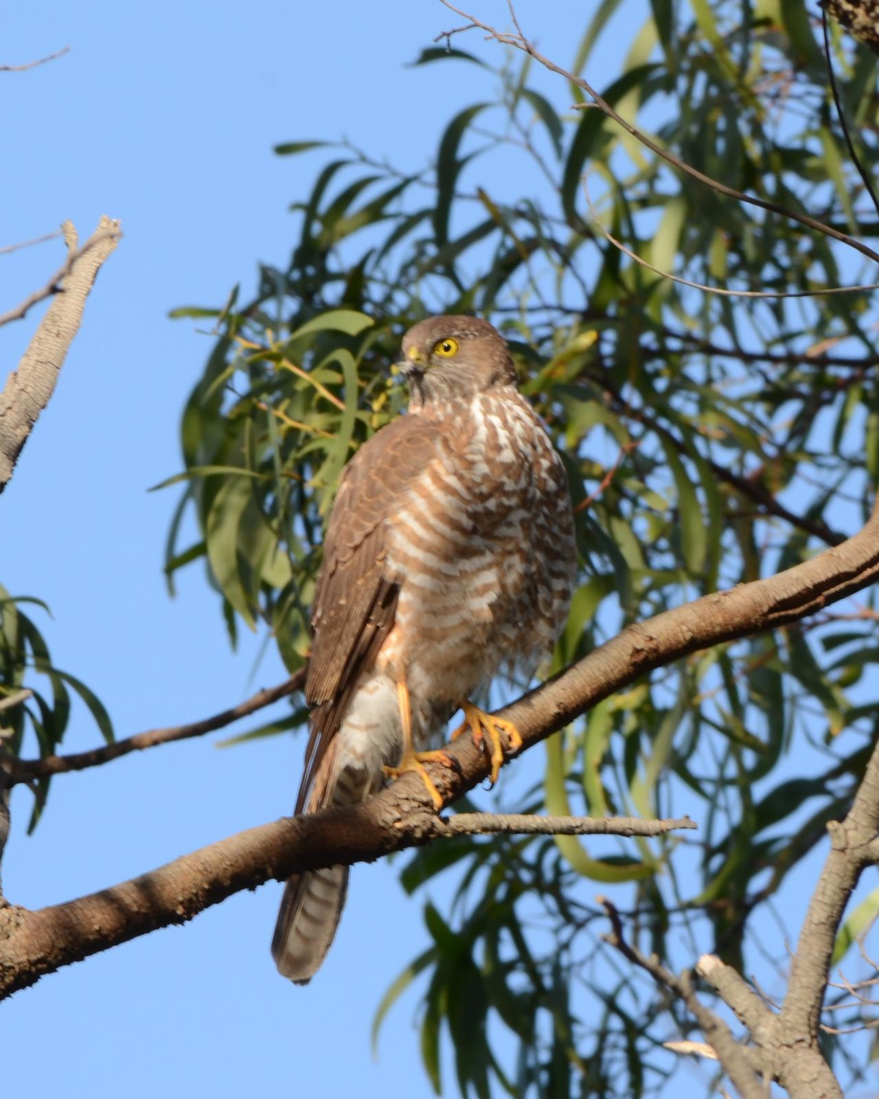 Collared Sparrowhawk Photo by Patrick Colmer