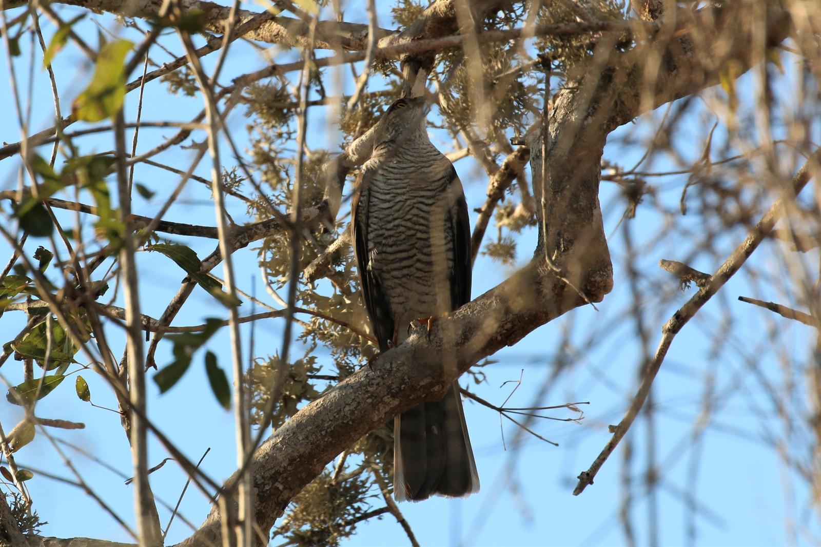 Madagascar Sparrowhawk Photo by Richard Jeffers