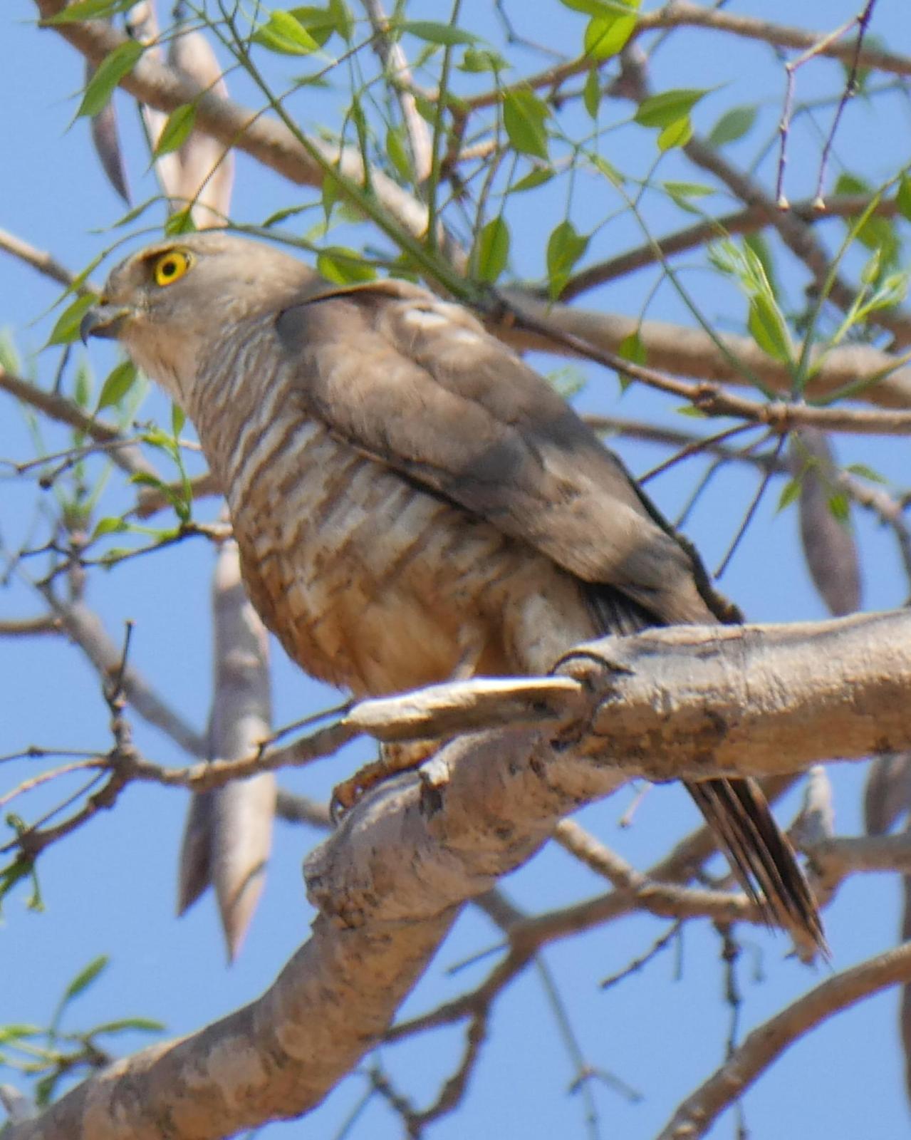 Madagascar Sparrowhawk Photo by Peter Lowe
