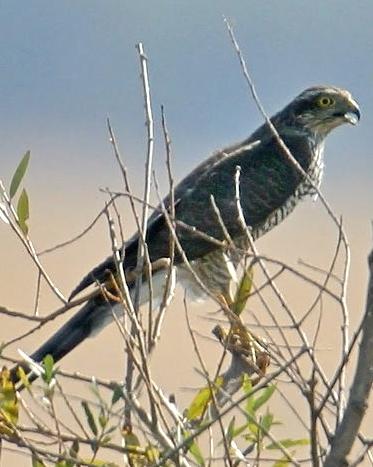 Eurasian Sparrowhawk Photo by Stephen Daly