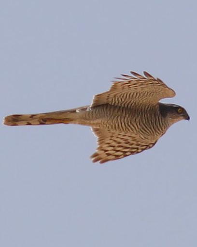 Eurasian Sparrowhawk Photo by Knut Hansen