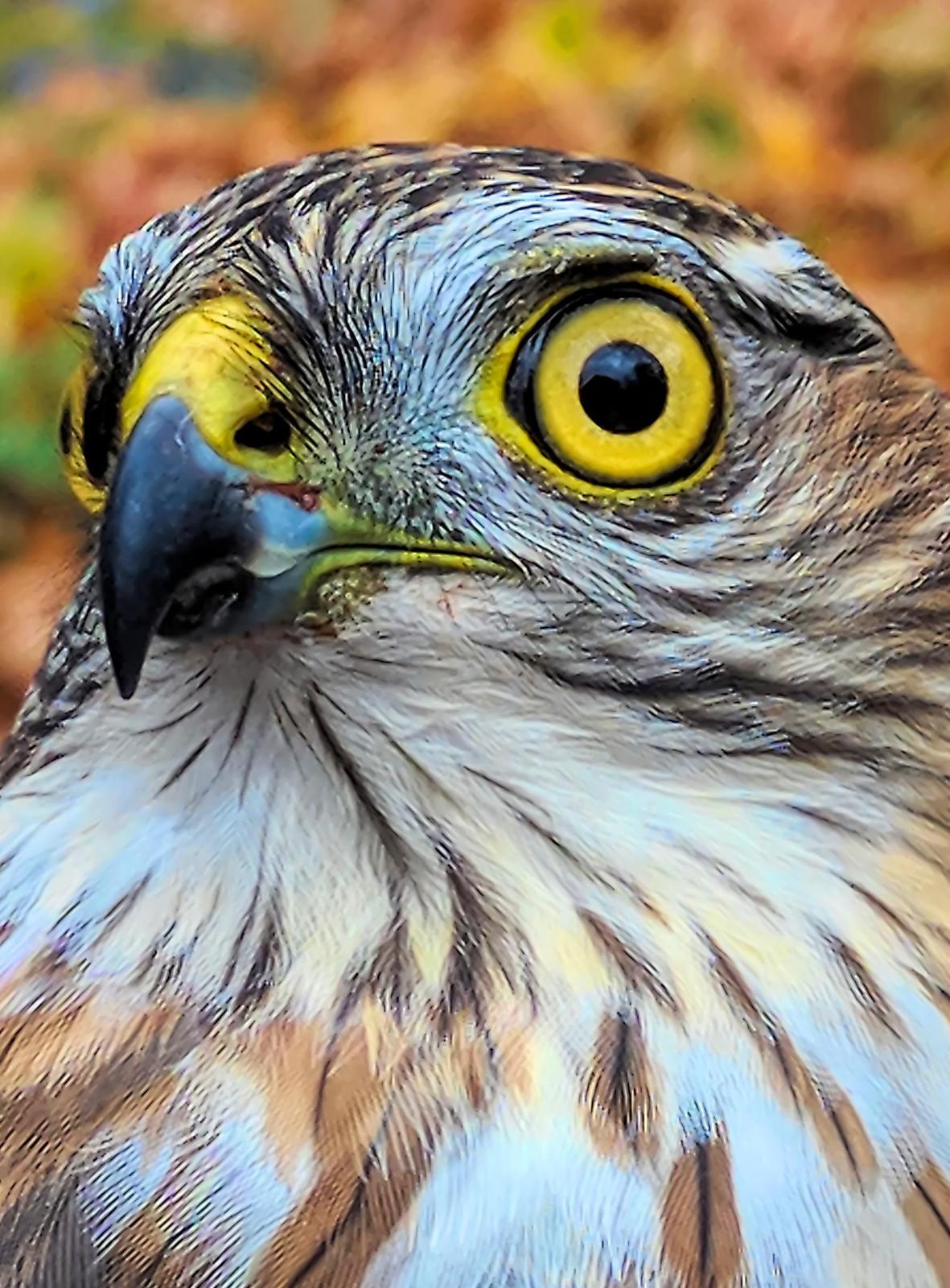 Sharp-shinned Hawk Photo by Dan Tallman