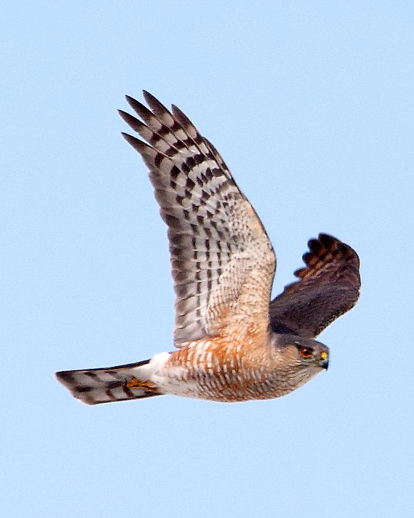Sharp-shinned Hawk Photo by Josh Haas