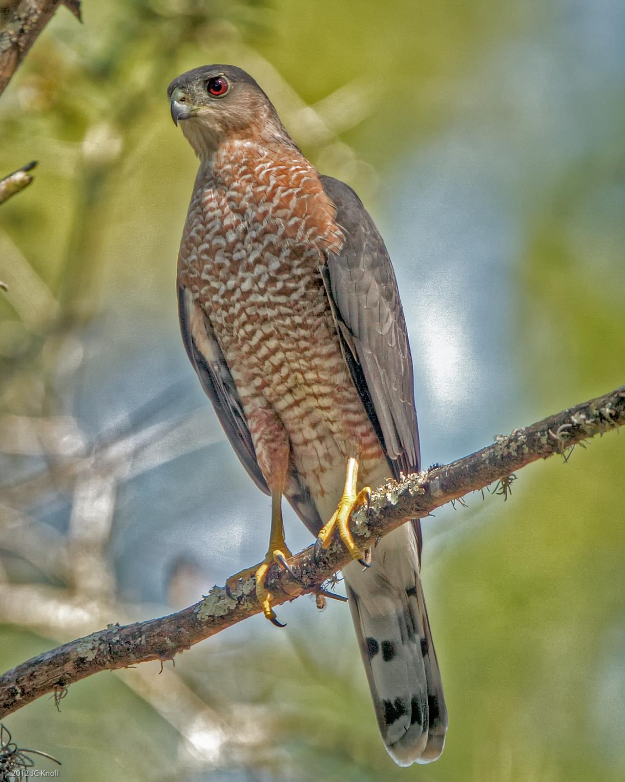 Sharp-shinned Hawk Photo by JC Knoll
