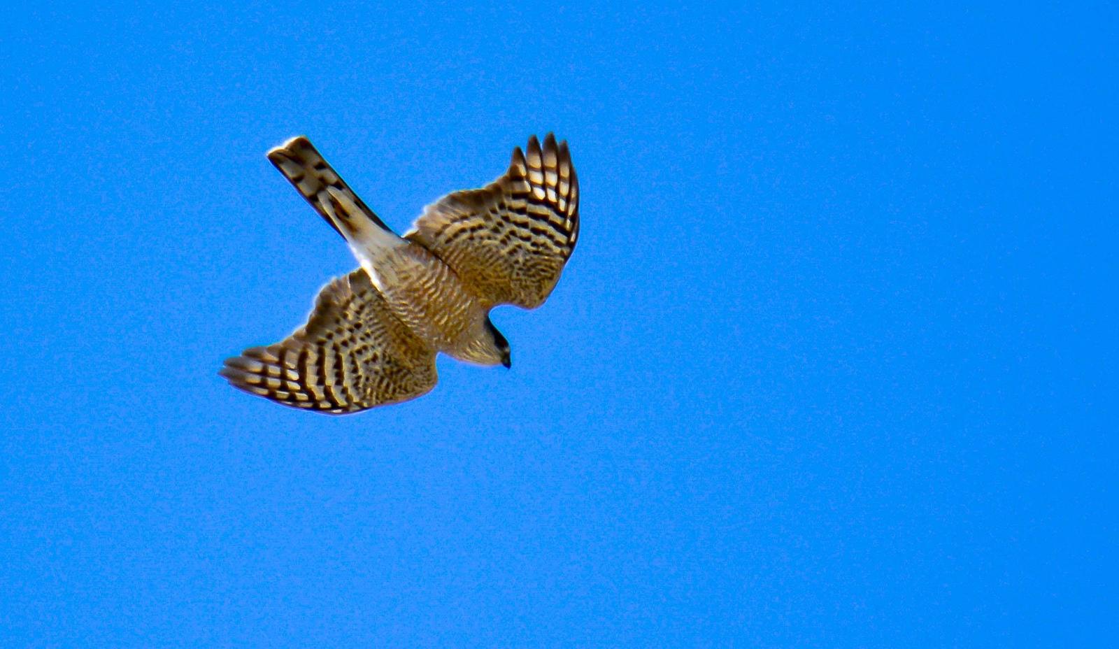Sharp-shinned Hawk Photo by Karen Prisby