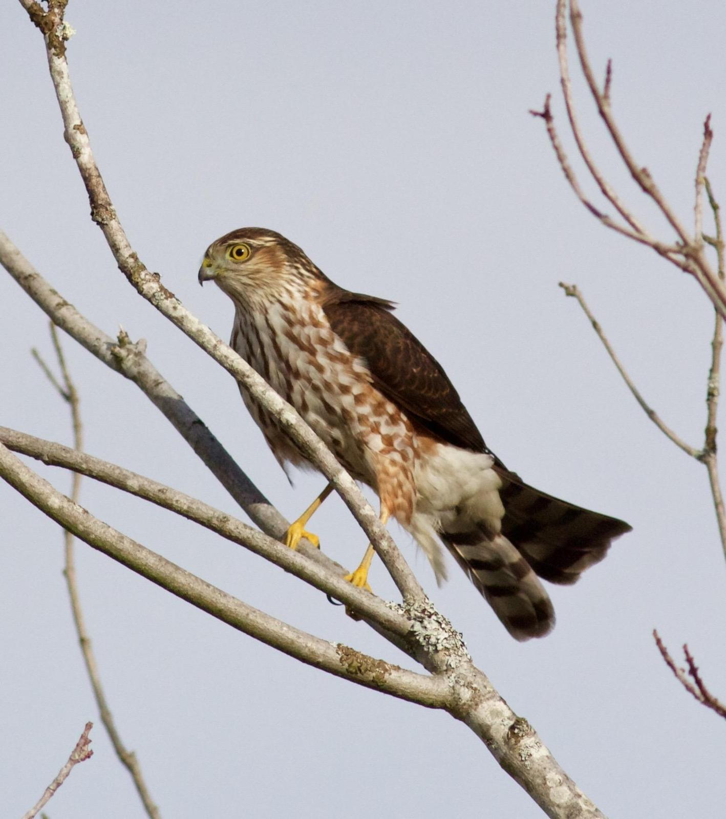 Sharp-shinned Hawk Photo by Kathryn Keith
