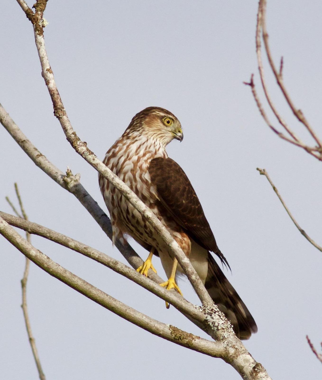 Sharp-shinned Hawk Photo by Kathryn Keith