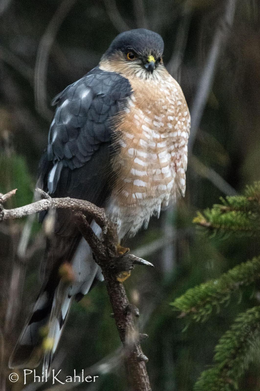 Sharp-shinned Hawk Photo by Phil Kahler