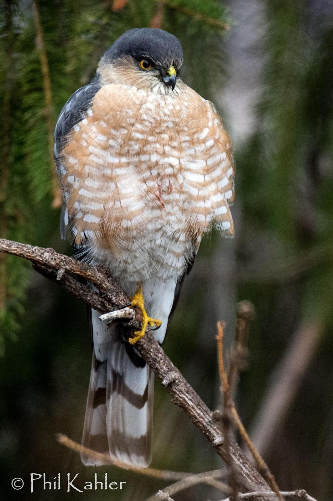 Sharp-shinned Hawk Photo by Phil Kahler