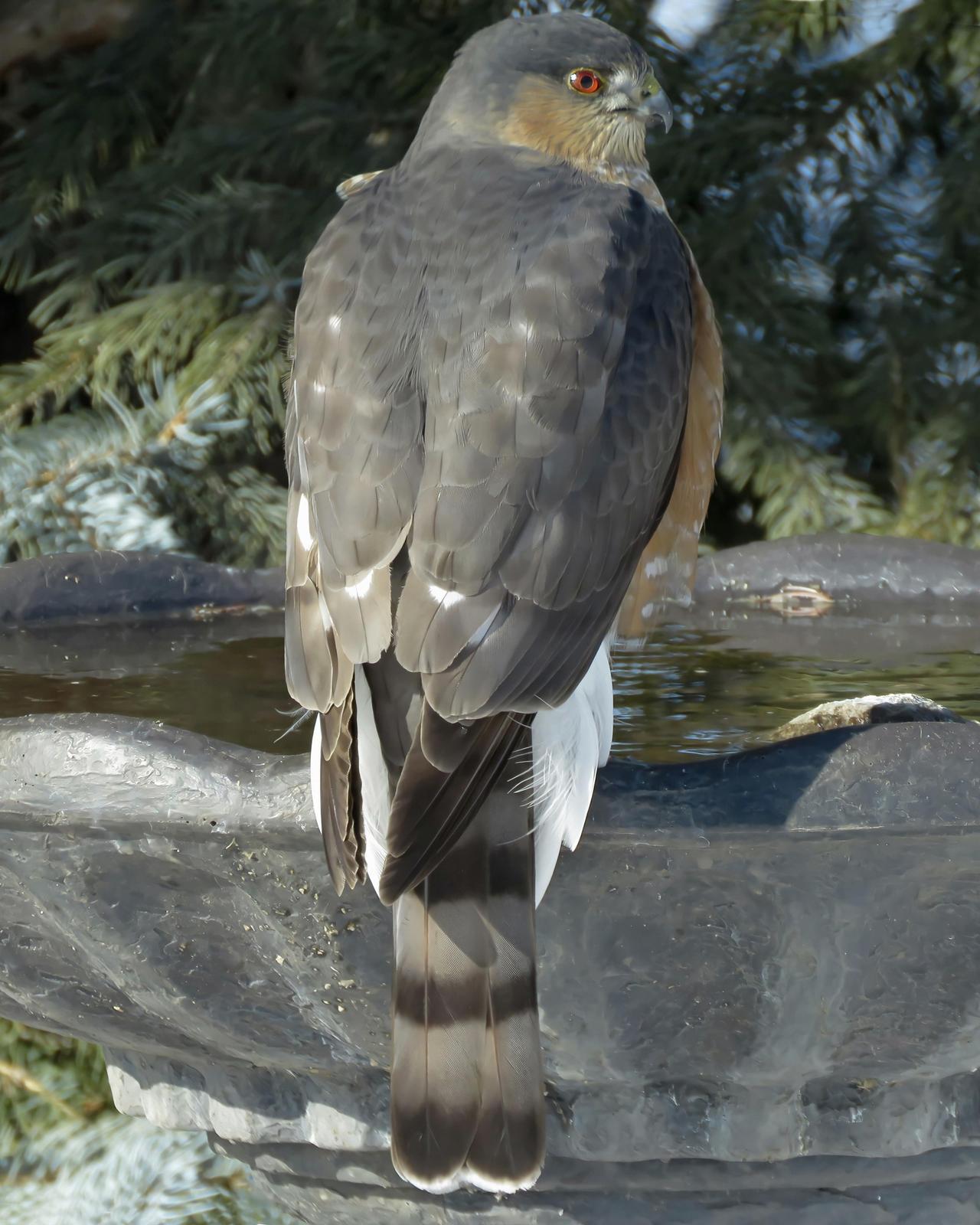 Sharp-shinned Hawk Photo by Bob Neugebauer