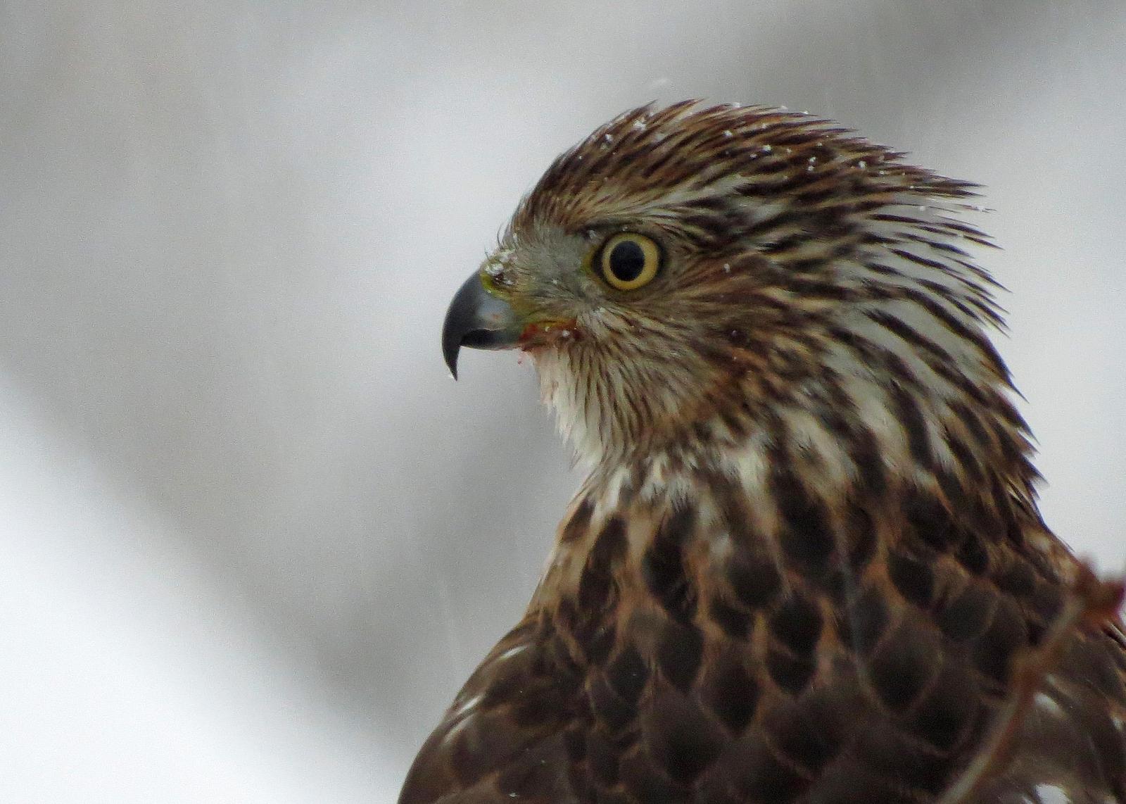 Sharp-shinned Hawk Photo by Kelly Preheim