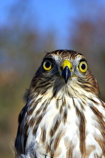Sharp-shinned Hawk Photo by Dan Tallman