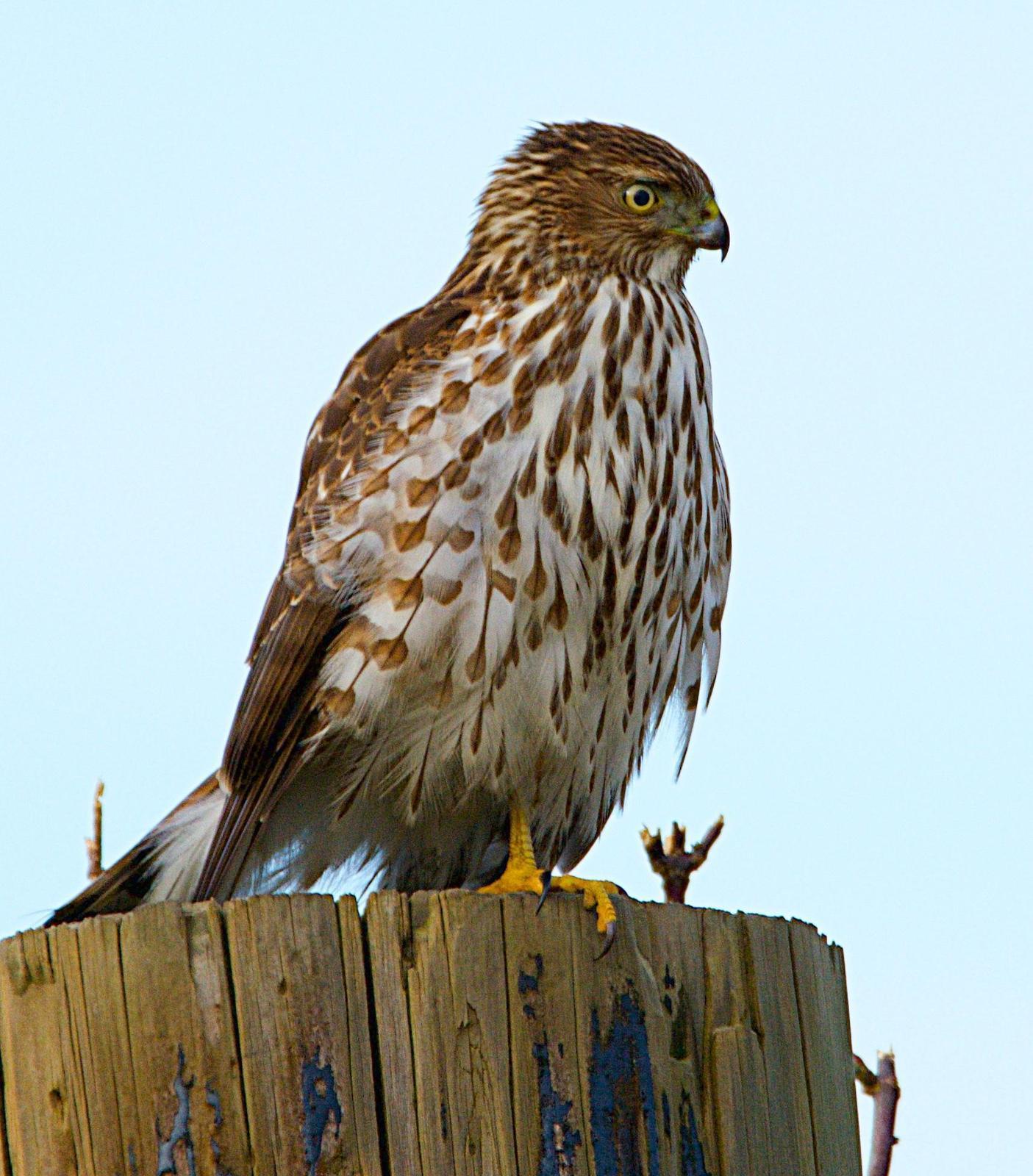 Sharp-shinned Hawk Photo by Brian Avent
