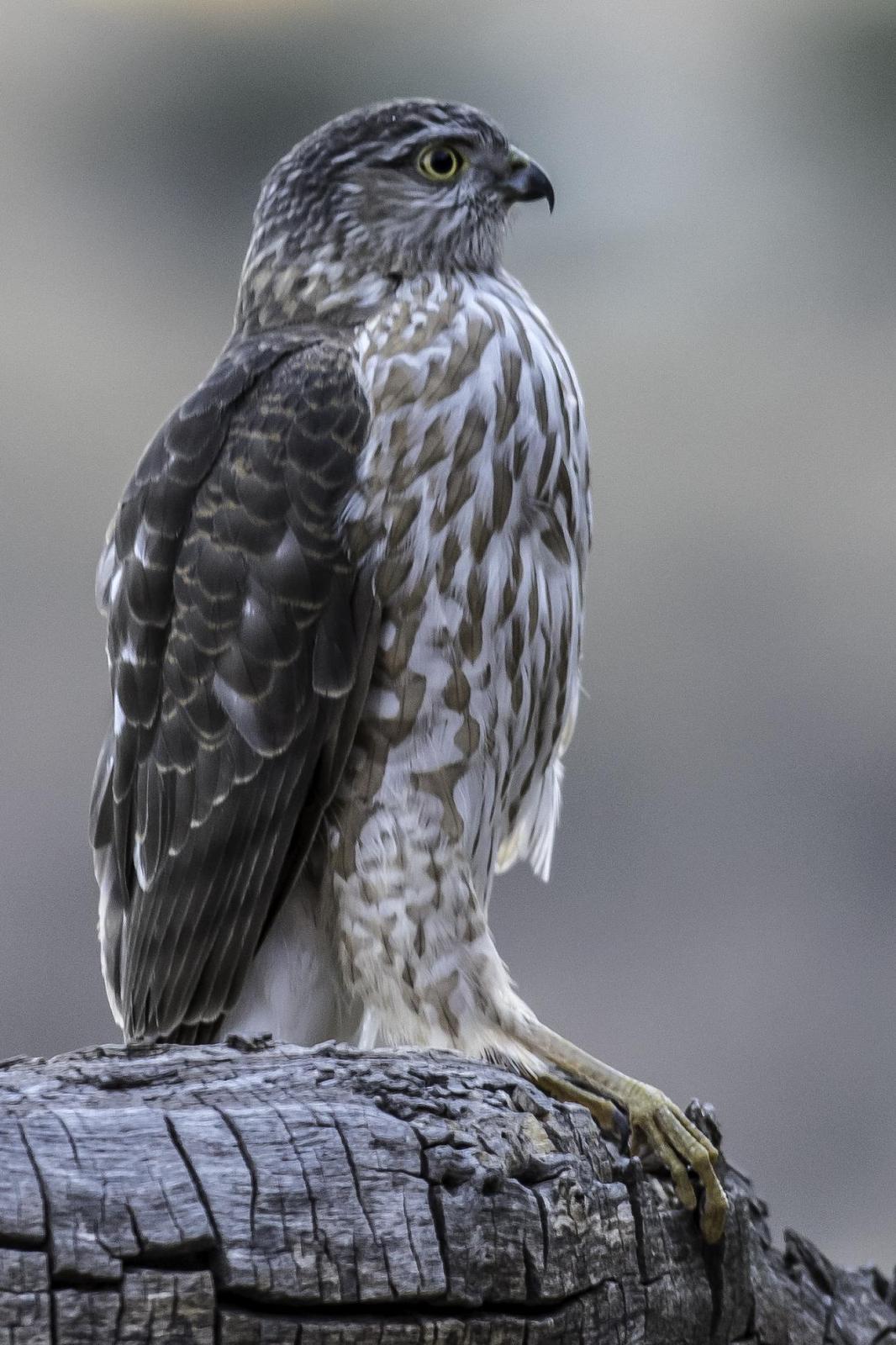 Sharp-shinned Hawk Photo by Mason Rose